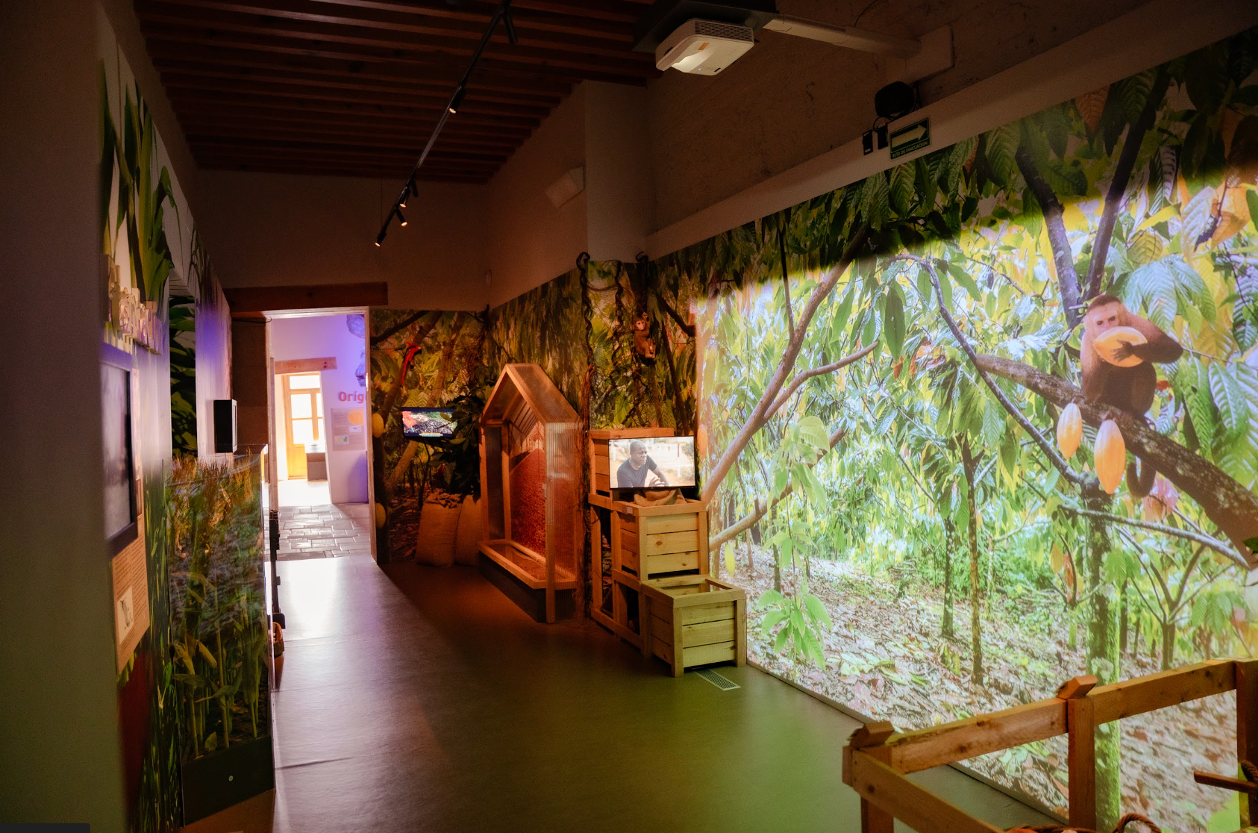 plantacion de cacao