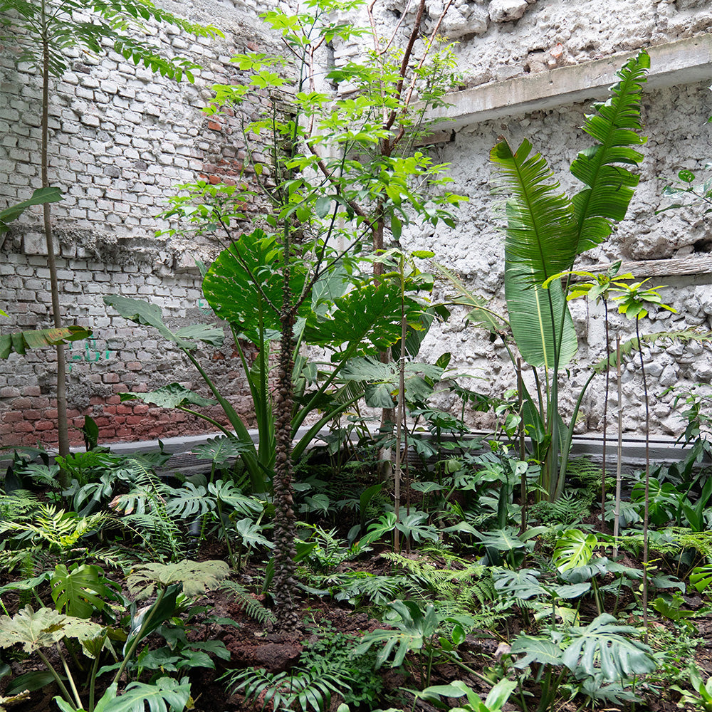 Jardin Chocostory