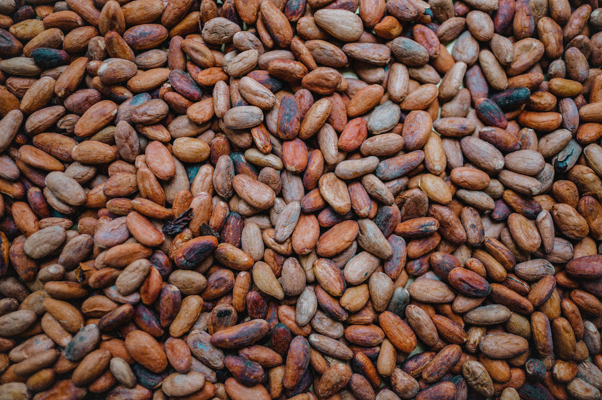 cacao seeds